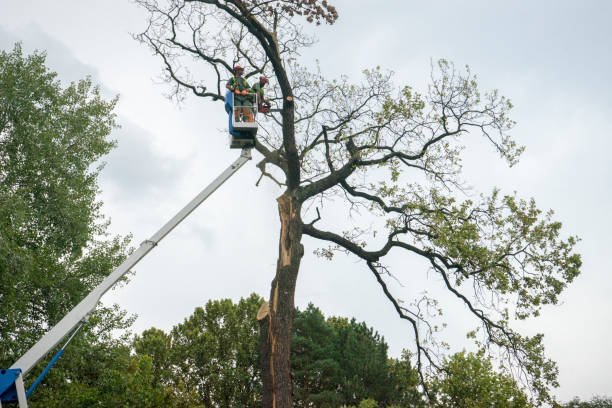 Best Tree Root Removal  in Elmwood Park, IL